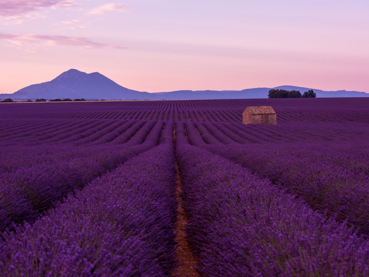 Valensole, Fields & feasts