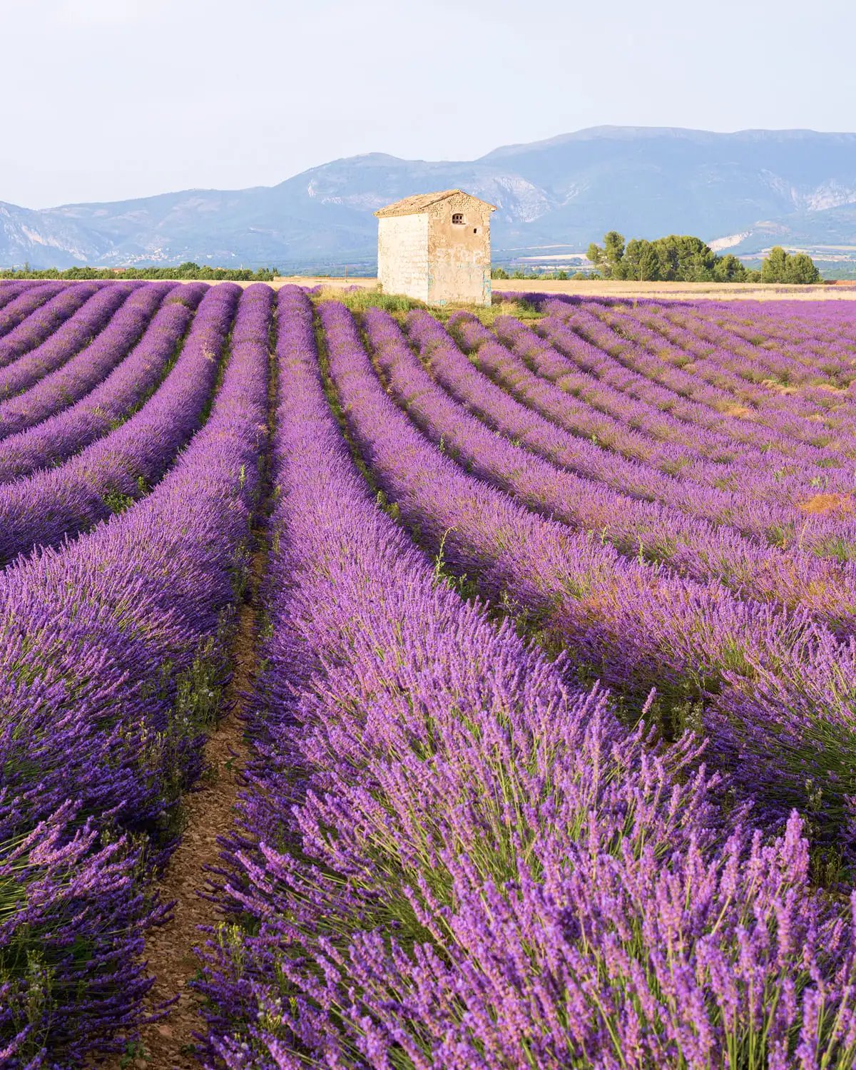 Lavender fields of Valensole in Provence, France