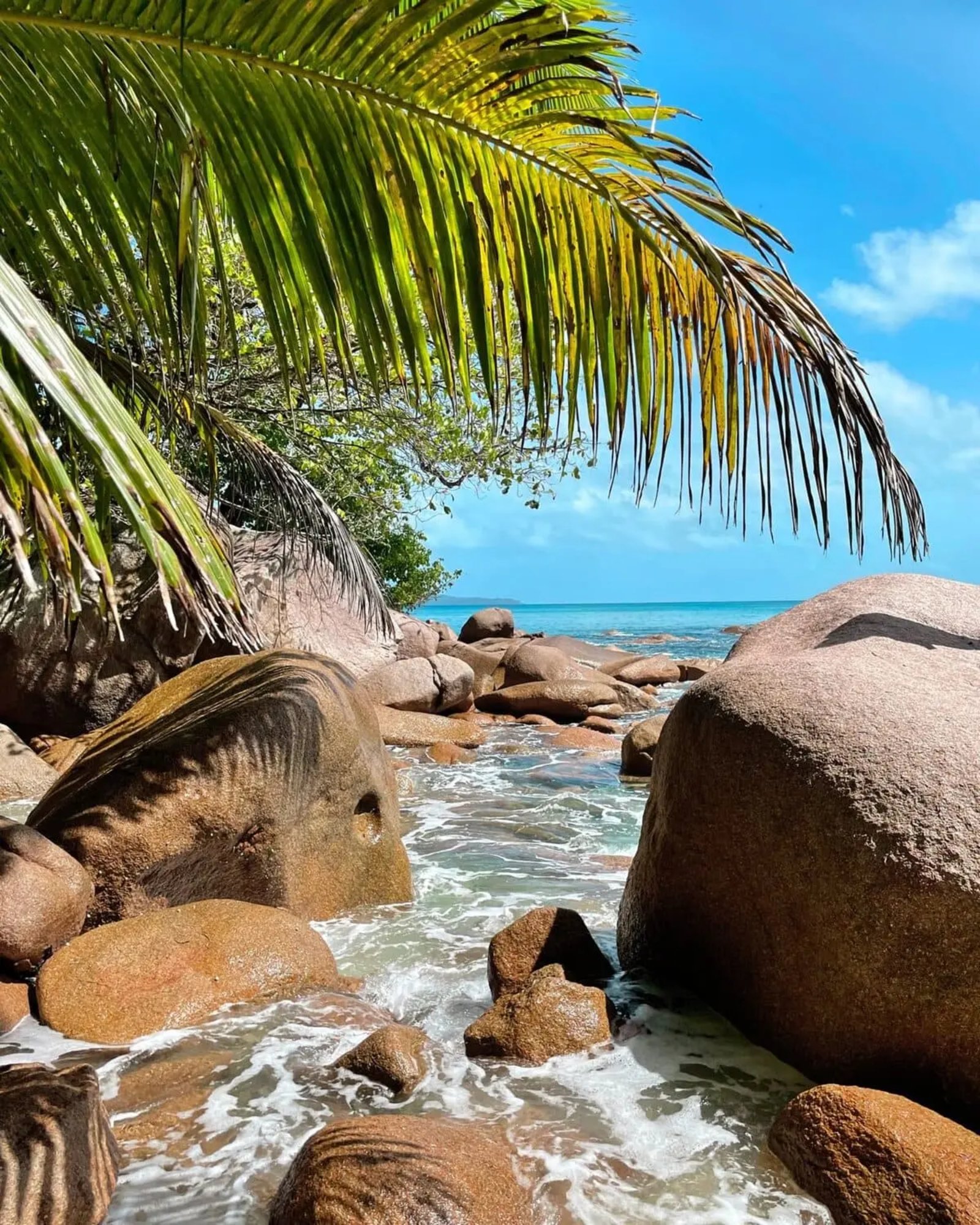 Rocky beach with palm | Vacationary